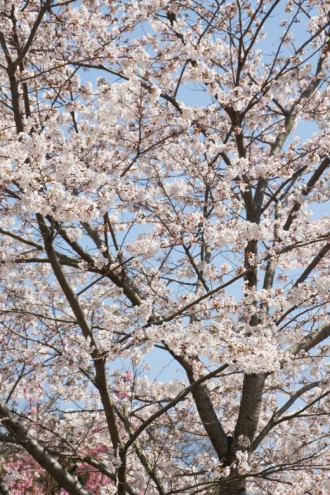 大阪・富田林市の桜