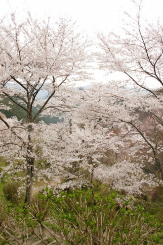 吉野・下千本の桜（4/15）