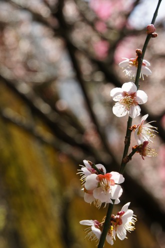 梅の花23