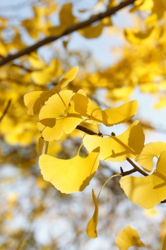 紅葉・イチョウ1