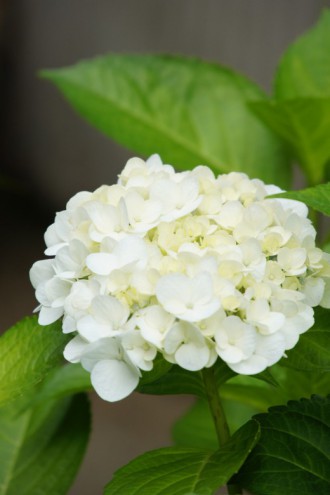 アジサイの花・白2