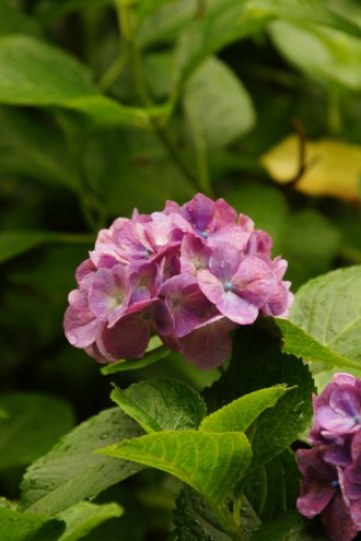 アジサイの花・紫5