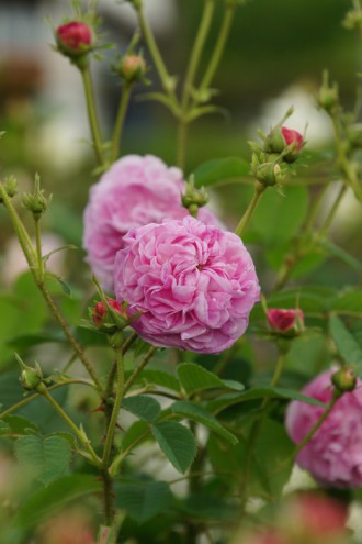 バラの花・ピンク