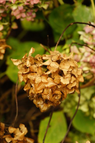 枯れたアジサイの花2