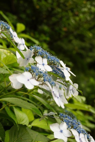 アジサイの花・青・薄紫18