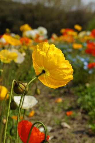 風になびくポピーの花