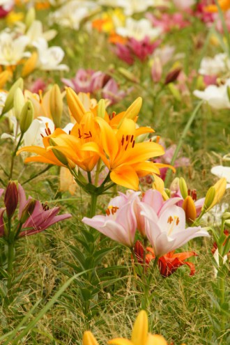 ユリ 花とつぼみ・花畑3