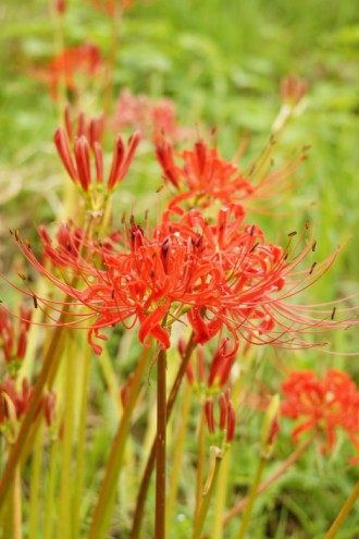 彼岸花・曼珠沙華 背景明るめ1