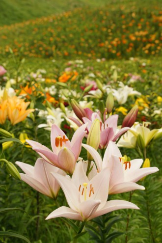 ユリ 花とつぼみ・花畑1