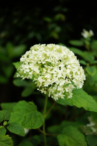 アジサイの花・黄緑5