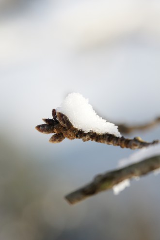 積雪した樹木3