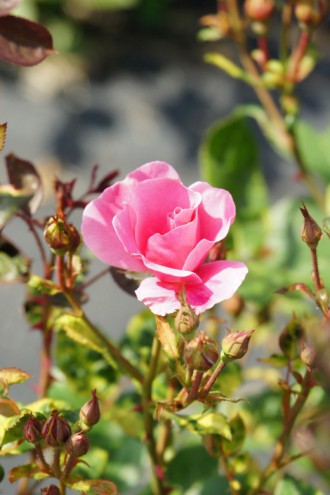 バラの花（万博公園）・ピンク9