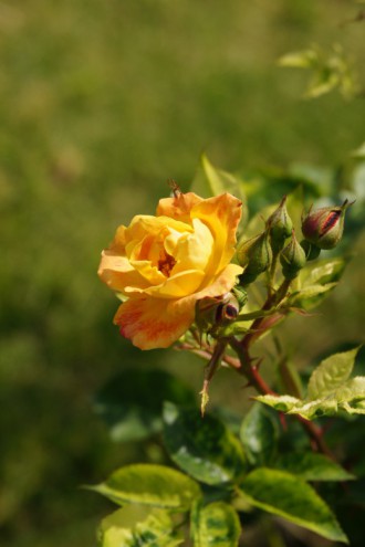 バラの花（万博公園）・赤と黄色8