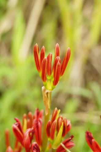 彼岸花・曼珠沙華 つぼみ4