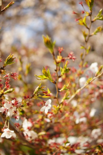 桜の葉・花