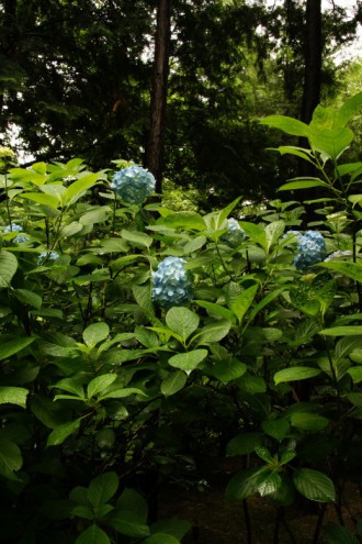 アジサイの花・青・薄紫10