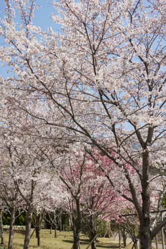 大阪・富田林市の桜