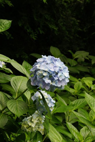 アジサイの花・青・薄紫9