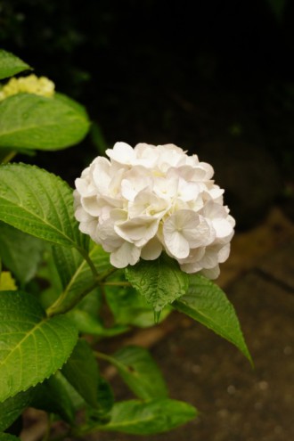 アジサイの花・白3