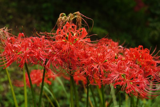 彼岸花・曼珠沙華7