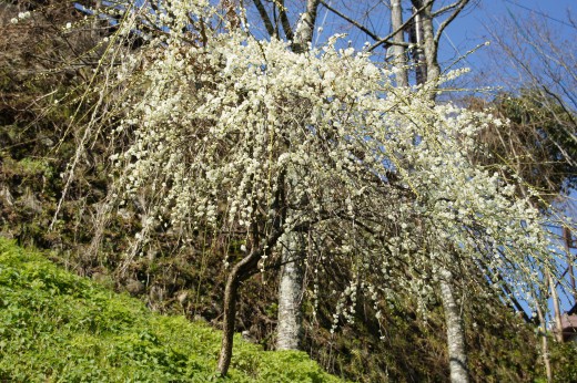 吉野・しだれ桜