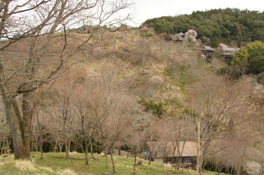 吉野・中千本の桜