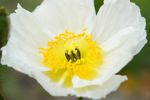 ポピーの花 白