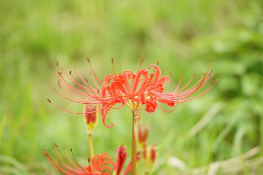 彼岸花・曼珠沙華 背景明るめ2