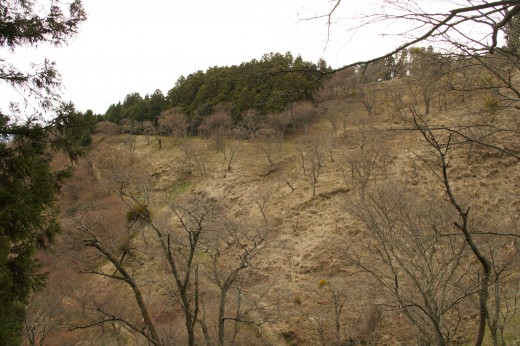 吉野・上千本の桜