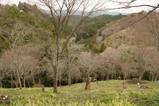 吉野・中千本の桜