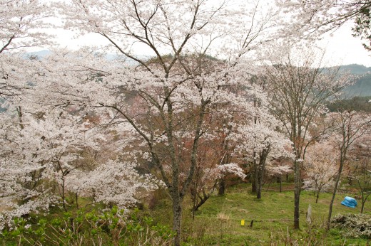 吉野・下千本の桜（4/15）