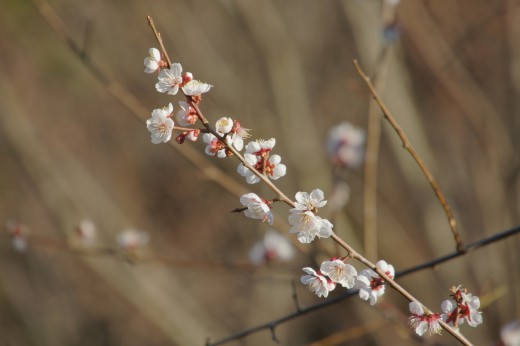 吉野・桜