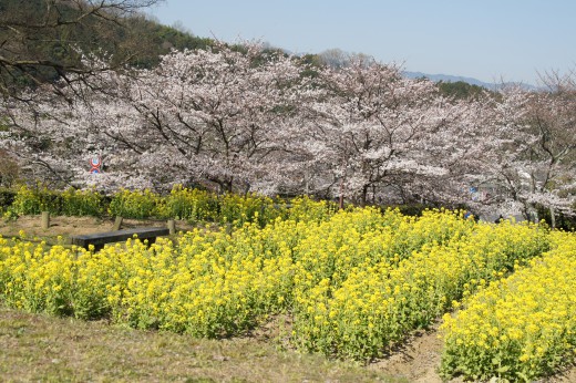 明日香村・石舞台の景色