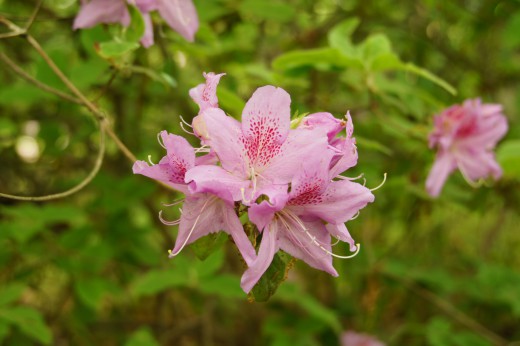 ピンクのつつじの花