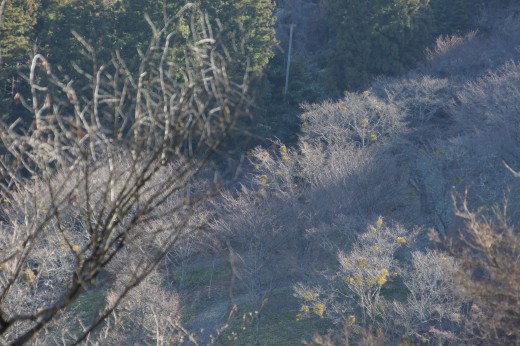 吉野・上千本の桜