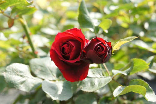 バラの花（万博公園）・紅7