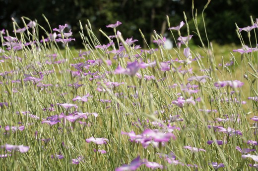 アグロステンマ（麦仙翁）の花畑3