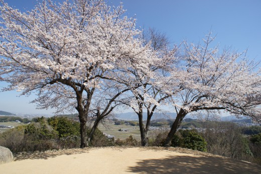 明日香村・甘樫丘展望台の桜