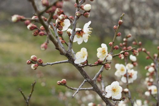 梅の花・枝2