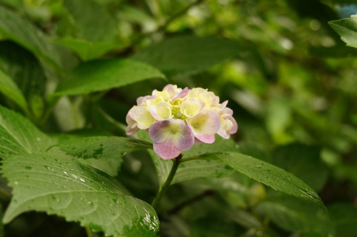 アジサイの花・ピンクと黄色2