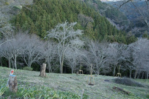 吉野・中千本の桜