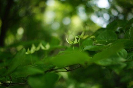 ヤマボウシの花（薄緑）