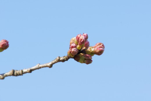 明日香村・桜のつぼみ