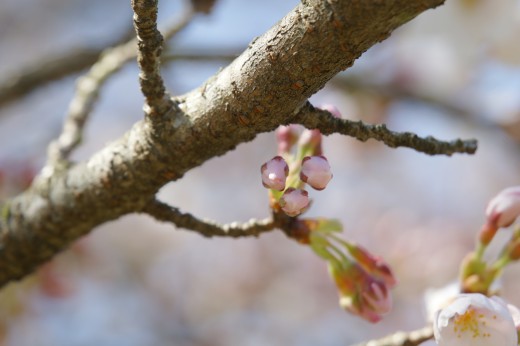 明日香村・石舞台の桜2