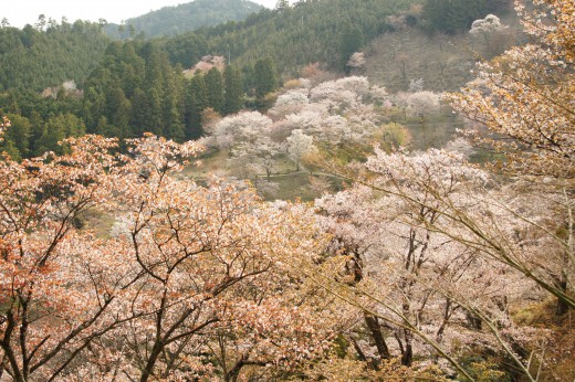 吉野・上千本の桜（4/15）