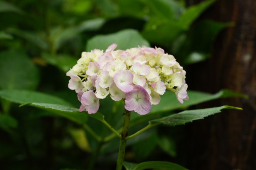 アジサイの花・ピンクと黄色1