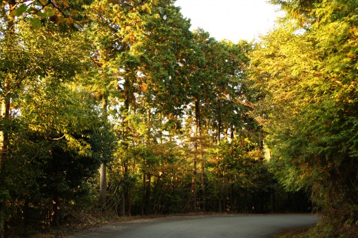 秋の山道