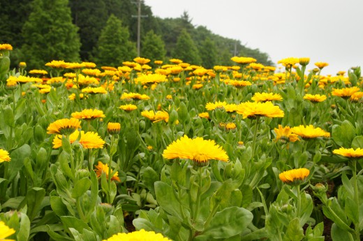 ポットマリーゴールドの花畑・黄色2