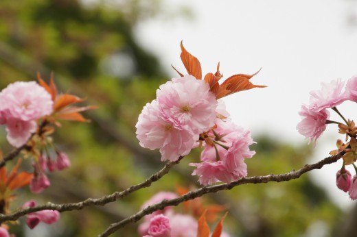 八重桜