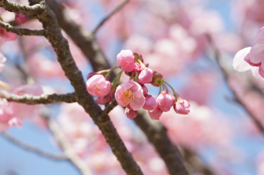 大阪・富田林市の桜